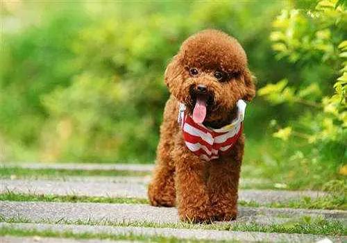 狗狗来月经了多久可以洗澡,狗狗来月经给它洗澡了怎么办