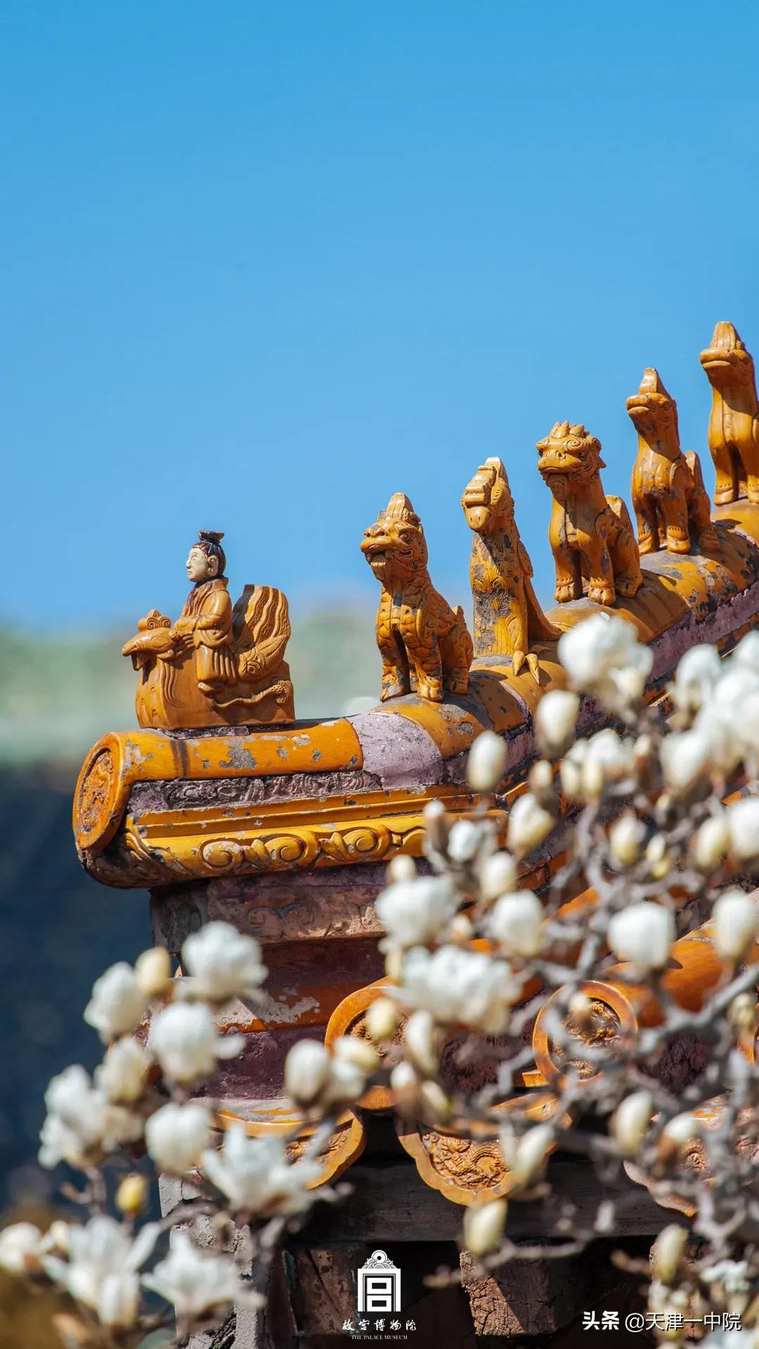 故宫重新开放！这一季错过的春色统统还给你