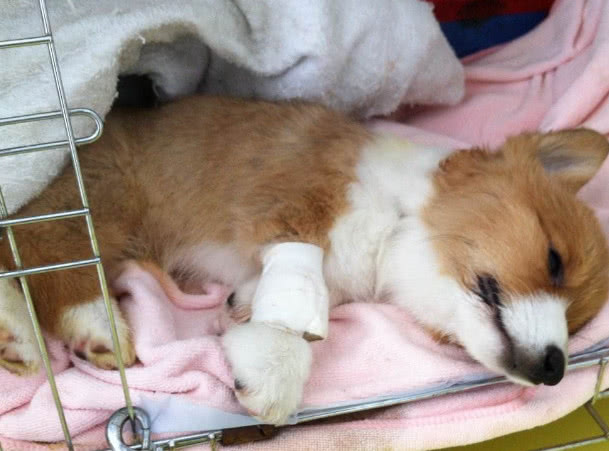 狗翻肠有什么说法,狗翻肠什么意思