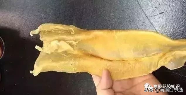 涨知识！鱼胶种类大全，不看亏大了！