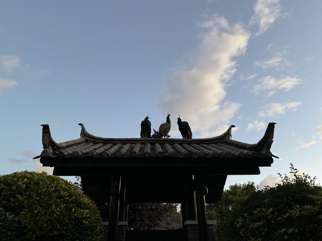 丽江束河看玉龙雪山的最佳酒店,丽江束河住宿推荐