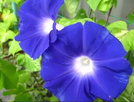 牵牛花到处游,牵牛花随便种