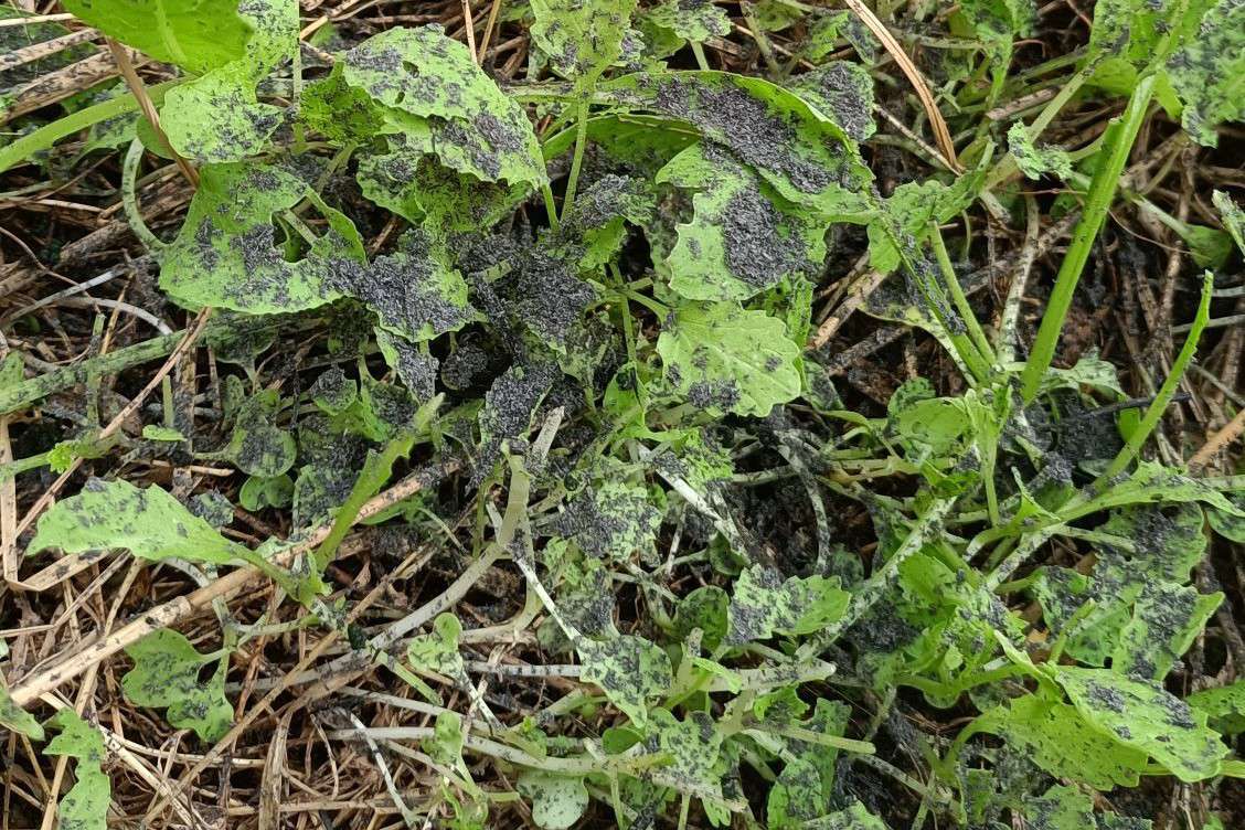 小白菜刚出苗就长虫怎么办,小白菜长虫子什么方法消灭