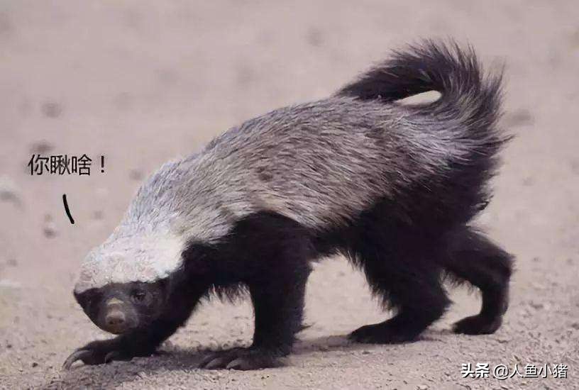 野生蜜獾平头哥,平头哥蜜獾如何生存