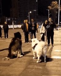 吃榴莲后牙痛怎么办,吃榴莲能治牙痛吗