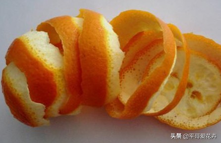 绿萝和绿萝养一起成活率是不是高,成活率高达90%的绿萝扦插方法