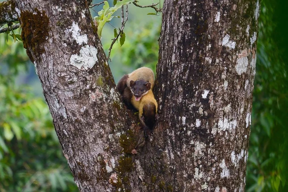 东北的貂有多好看,东北人眼里的貂