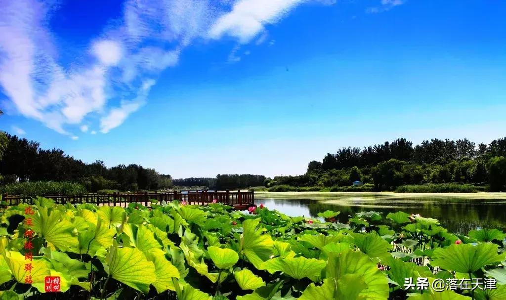 天津郊游免费最佳景点,天津免费开放的景点