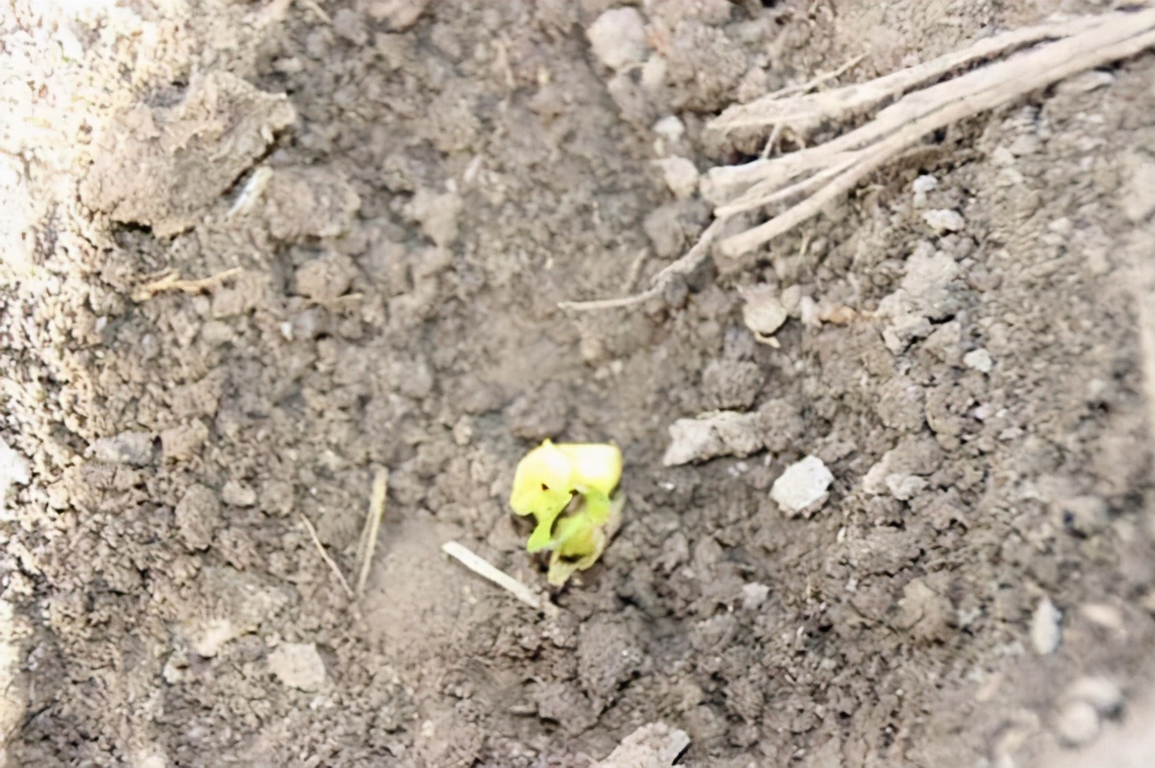 玉米成熟下大雨不能进地怎么办,刚种的玉米就下大雨了怎么办