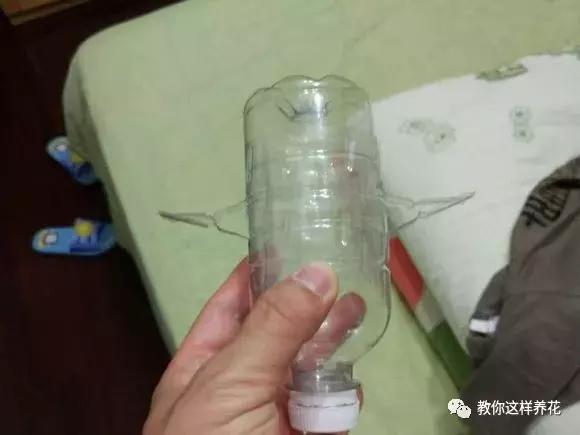 塑料瓶扔了就是扔钱！用来养花就是宝贝，看到了快捡！