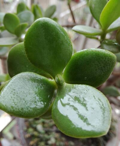 玉树怎么养才能长得快叶子翠绿,玉树光照太强叶片发软怎么补救