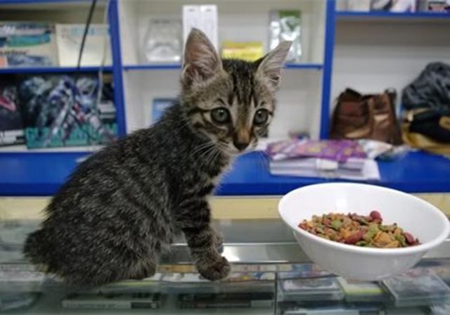 2个月幼猫刚到家不吃不喝,2个月幼猫刚到家不拉屎