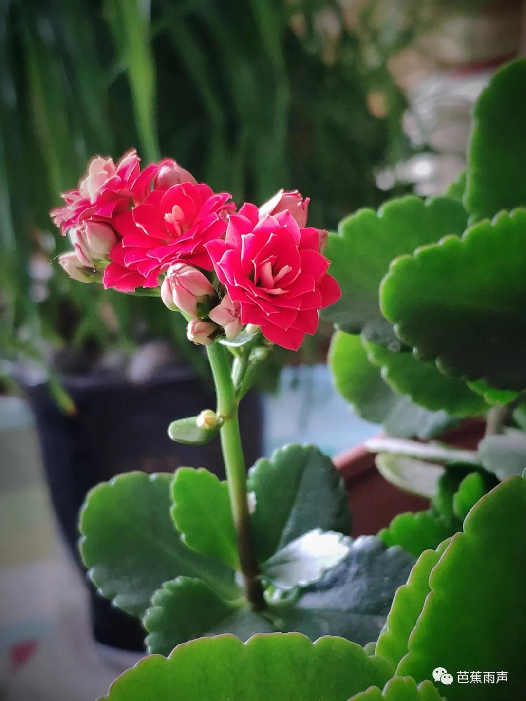 清凉初夏，做针线消散半日