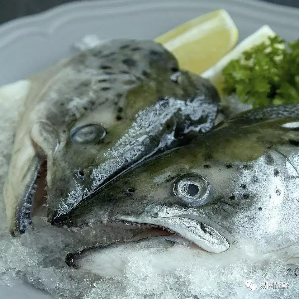 三文鱼都可以做成哪些好吃的,三文鱼鱼头适合多吃吗
