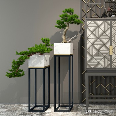 什么树桩盆景好养又好看,最好养的树桩盆景有哪些图片