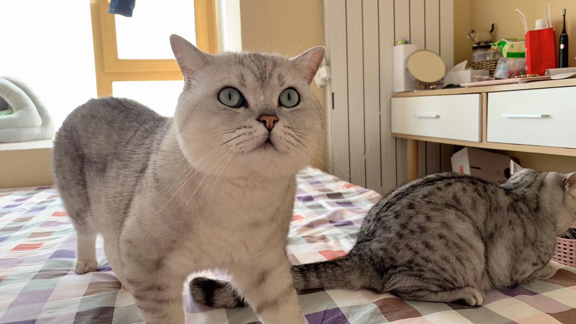 详解治疗猫癣的六大步骤,猫咪得了猫癣怎么治疗好得快