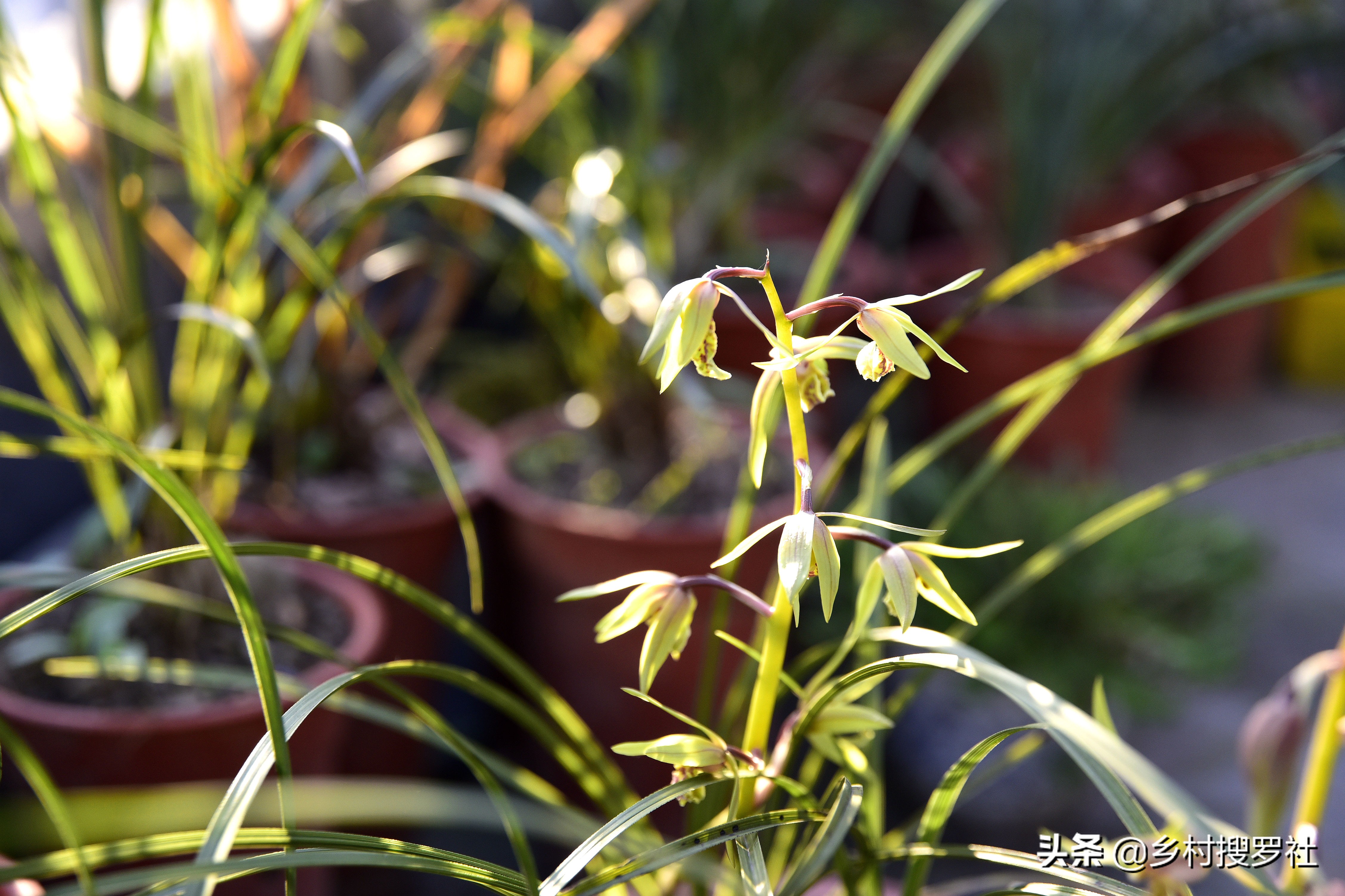 蕙兰排铃期的管理方法,蕙兰花蕾期怎么管理