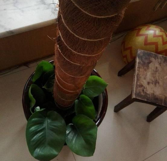 绿萝怎么造型更好看,大绿萝怎么做造型好看