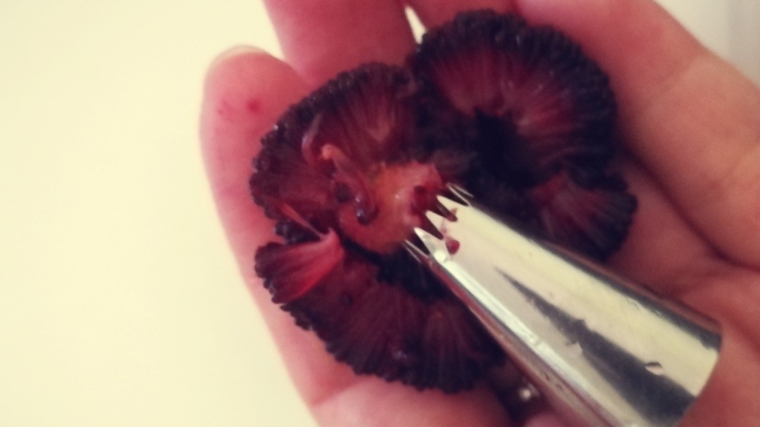 杨梅的清洗正确方法,杨梅正确清洗方法