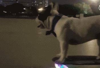 养一只法国斗牛犬一个月要多少钱,法国斗牛犬优缺点