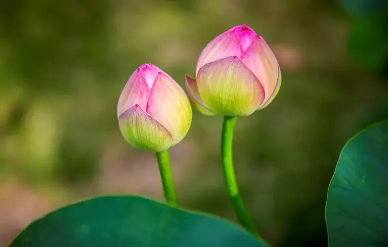 渡己亦是渡人,渡己亦是渡人说的很有道理