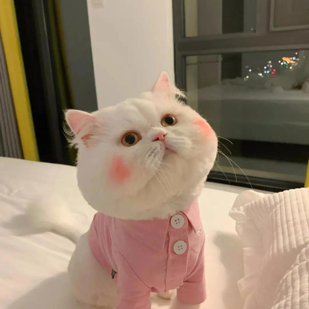 适合秋冬的橘朵腮红,2019秋冬三色倩碧小雏菊腮红