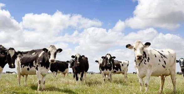 澳大利亚破罐子破摔！禁止奶粉出口？网友：和特朗普学的吗？