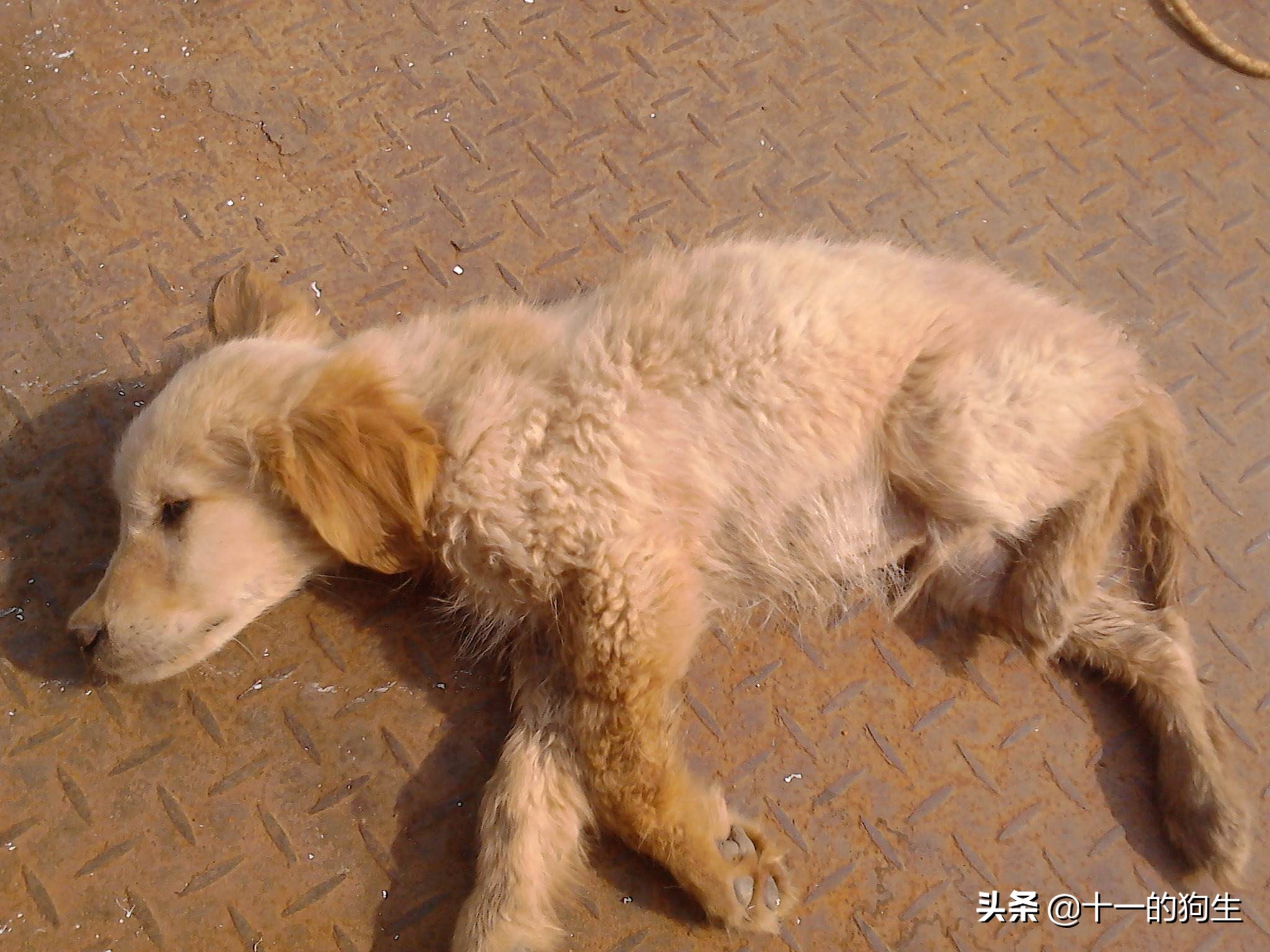 犬瘟热幼犬的10个征兆,幼犬得了犬瘟热会传染人吗