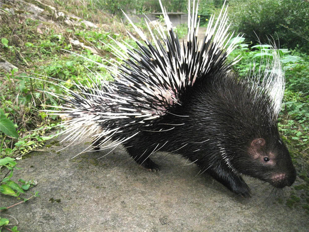 豪猪身上长满棘刺怎么办,豪猪繁育后代有几个