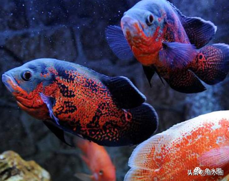 地图鱼和罗汉鱼混养的正确方法,罗汉鱼可以和地图鱼鹦鹉鱼混养吗