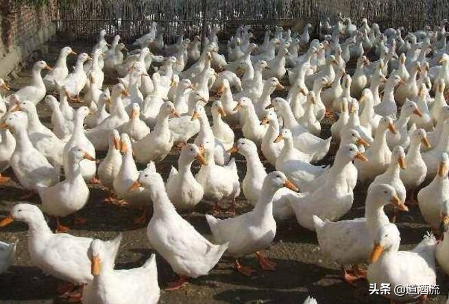 蛋鸭产蛋夜间管理技术要点,蛋鸭的管理