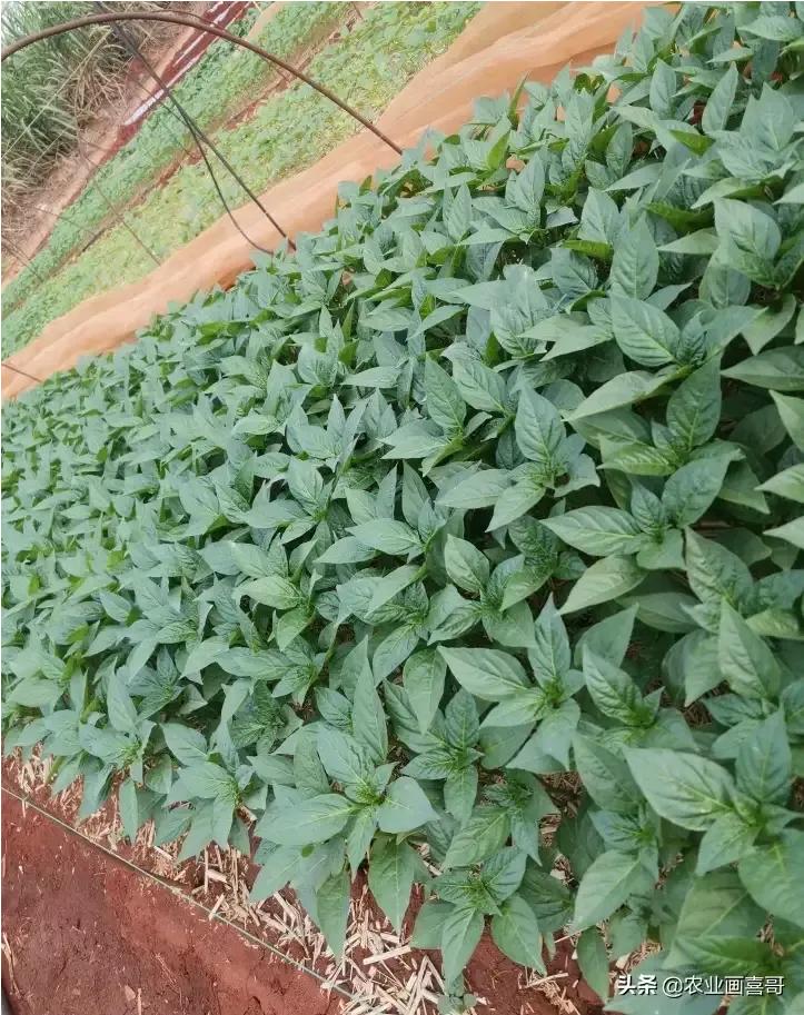 种一亩线椒多少钱,线椒大规模种植怎么种