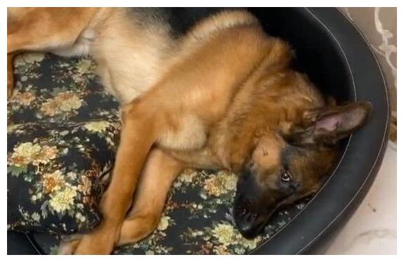 德牧太调皮怎么训练,德牧为什么那么调皮