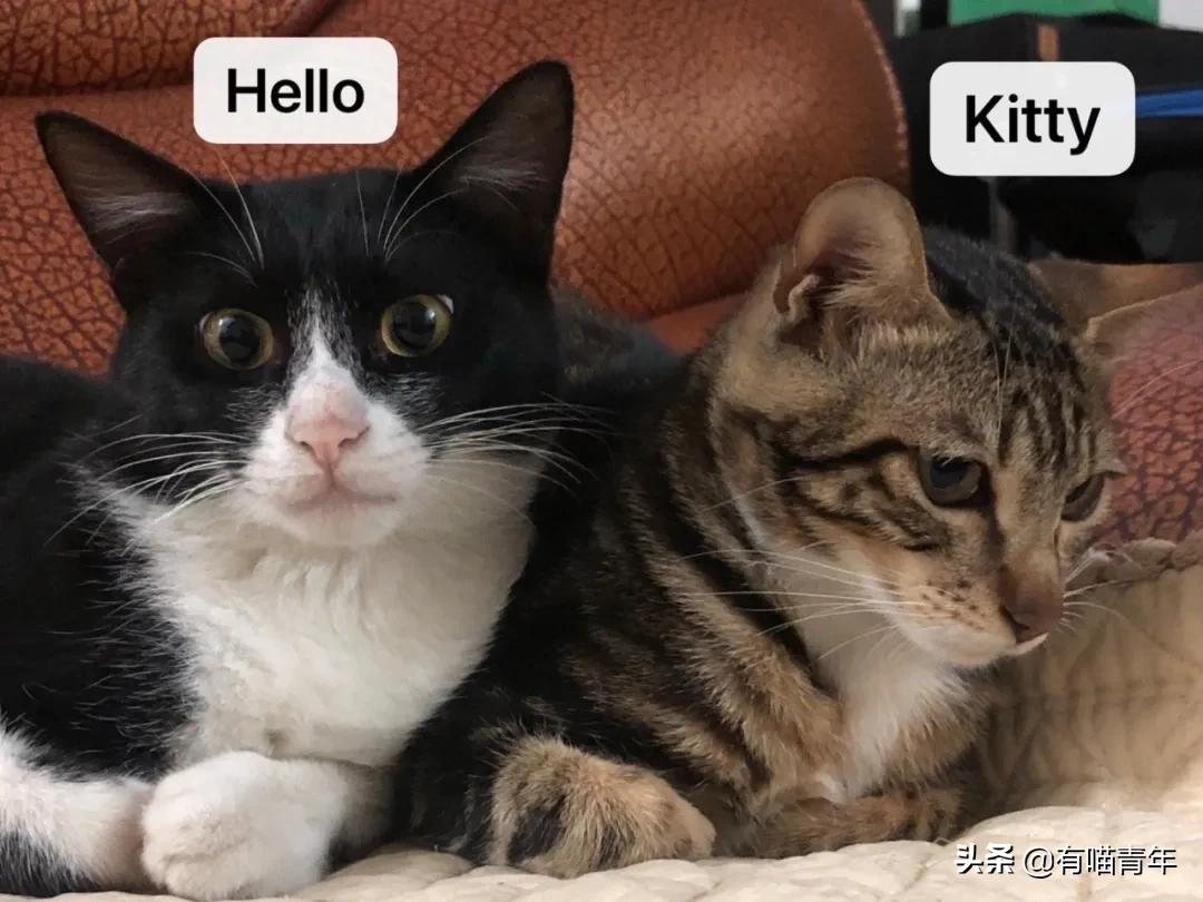 听说给猫起名越贱越好养活,科普给猫起名