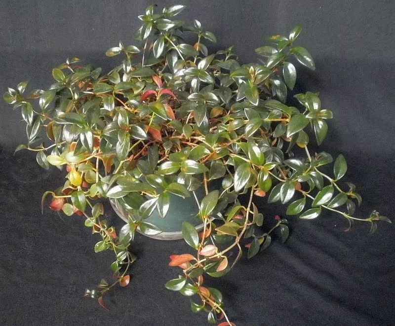 金鱼吊兰开出来的花图片,开花像金鱼一样的吊兰