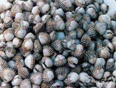 中国海鲜河鲜,市场河鲜海鲜种类大全