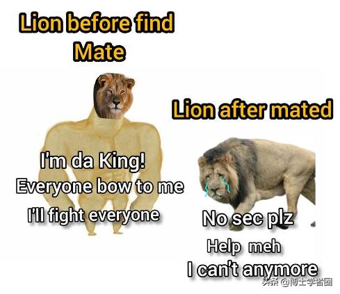 母狮一天发情40次，还追着公狮咬蛋蛋？根本不是这样啊....