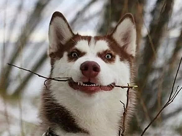 论哈士奇能有多聪明,哈士奇的智商和训犬师