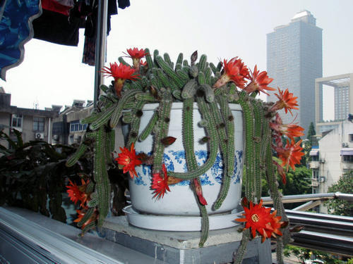 仙人指和蟹爪兰哪个更容易开花,仙人指不怎么开花是怎么回事