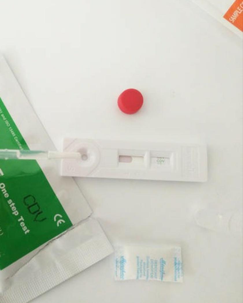 犬瘟热的专家讲解,关于犬瘟热的提问