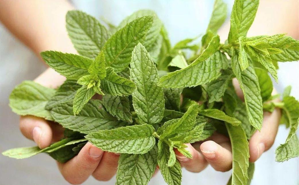 青草膏驱蚊止痒泰国正品,泰国进口青草膏居家旅游必备