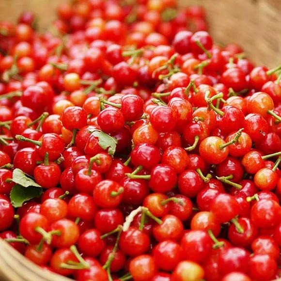 热带水果名单,热带水果王国攀枝花