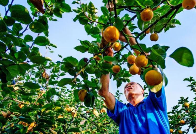 连州水晶梨节地址,连州水晶梨节视频