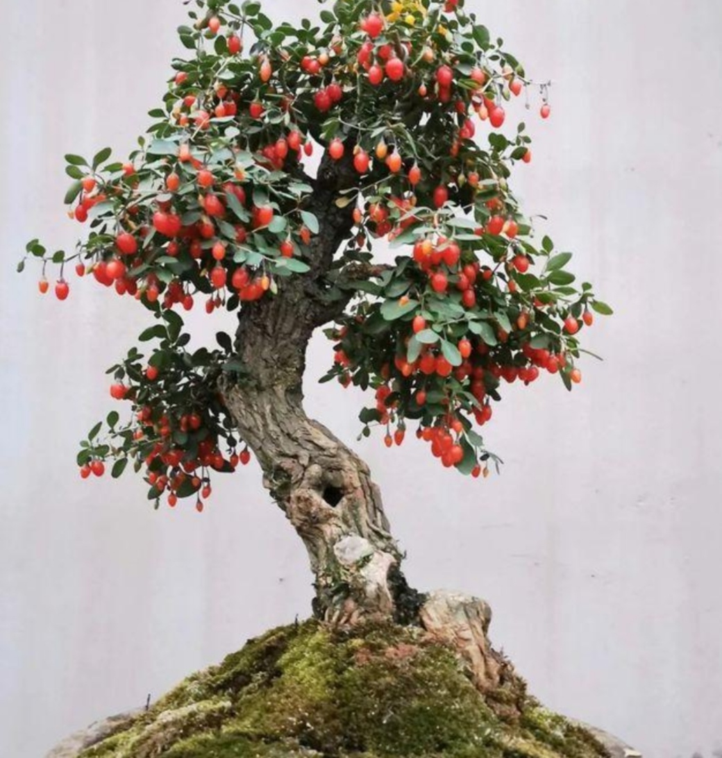 附石盆景哪种树最适合,一般盆景种树都用什么植料