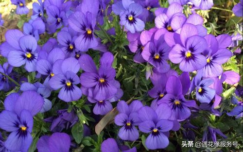 三色堇三生花,三色堇三色花