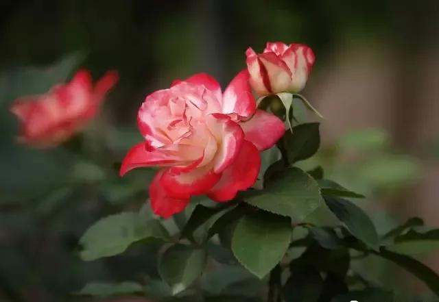 每天学习一点点——100种玫瑰品种科普