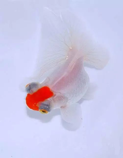 这些五彩斑斓的金鱼养眼又养心,最美的观赏金鱼值得一看