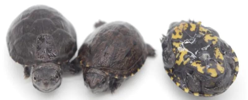 养龟最容易入手的龟,养龟新手要选什么龟