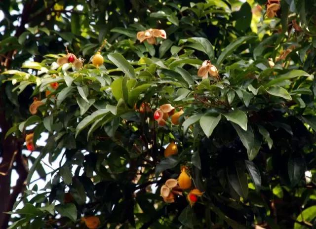 海南珍贵树木有哪些图片,海南花草树木名称大全