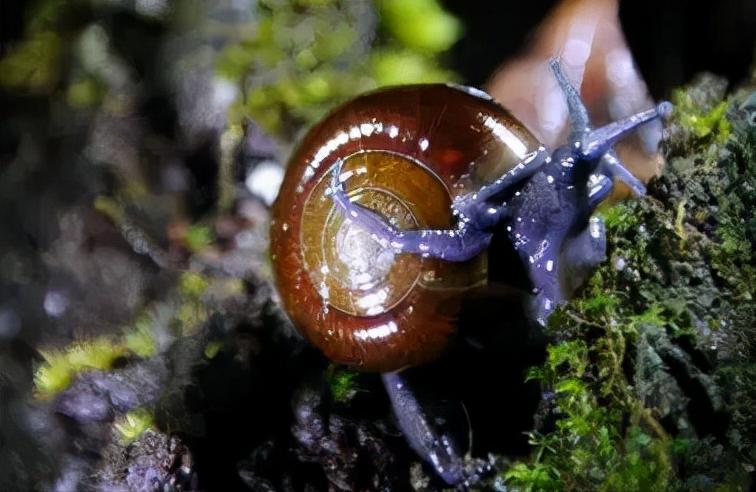 蜗牛有哪些基本知识,蜗牛的舌头有什么特点